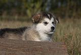 ALASKAN MALAMUTE 536